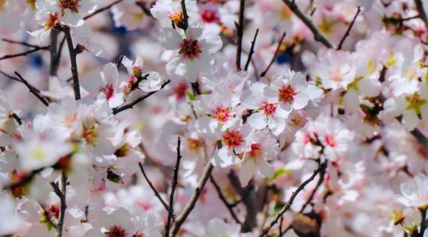 🌸 Sevgililer Günü´ne Özel Datça Badem Çiçeği Festivali 13-15 Şubat 🌸