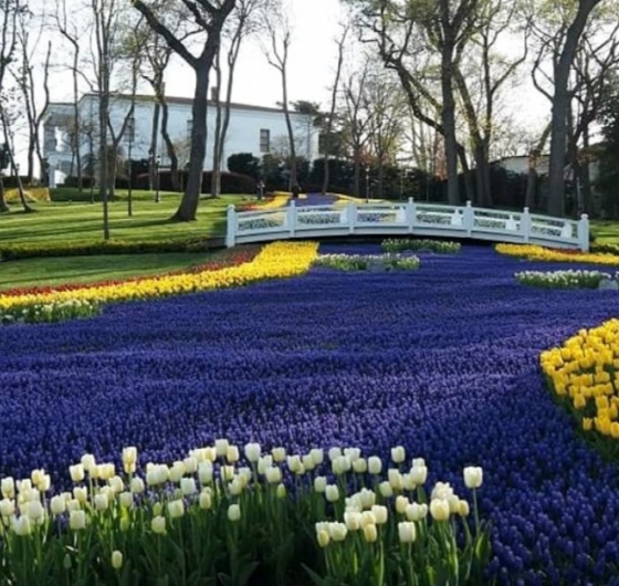 23 Nisan´a Özel İstanbul Lale Festivali Turu