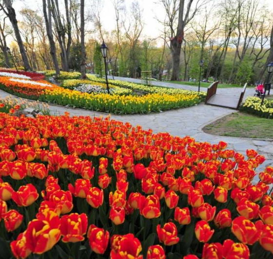 23 Nisan´a Özel İstanbul Lale Festivali Turu