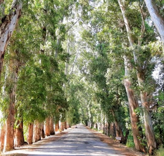 🌸 Sevgililer Günü´ne Özel Datça Badem Çiçeği Festivali 13-15 Şubat 🌸