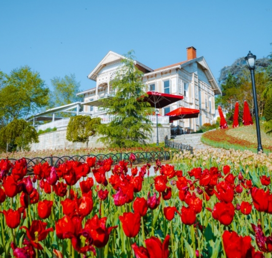 23 Nisan´a Özel İstanbul Lale Festivali Turu