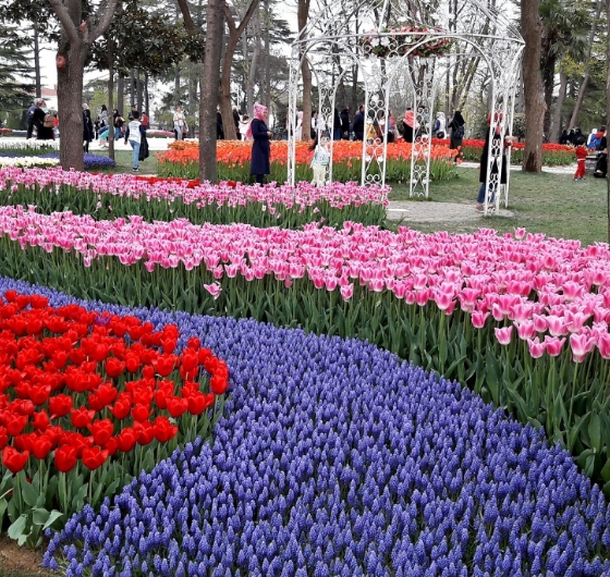 23 Nisan´a Özel İstanbul Lale Festivali Turu