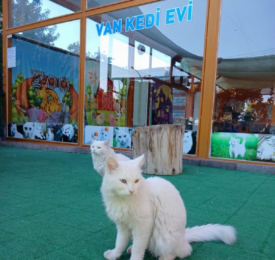 Uçaklı Van Badem Çiçeği Festivali 18-19 Nisan