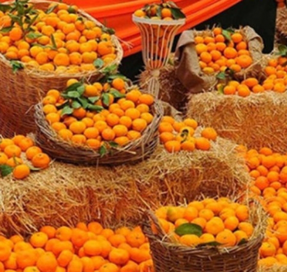 Seferihsar Mandalina Festivali 15-16 Kasım