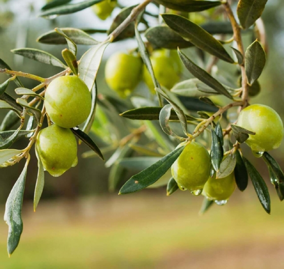 Güre Zeytin Festivali Turu 11 Ekim