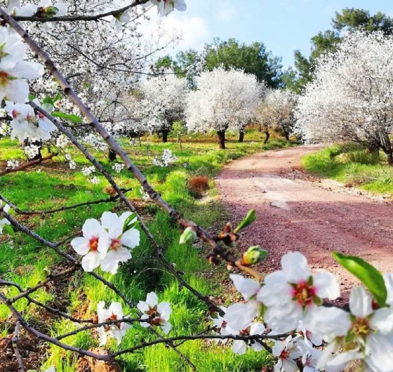 🌸 Sevgililer Günü´ne Özel Datça Badem Çiçeği Festivali 13-15 Şubat 🌸