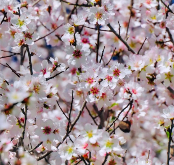 🌸 Sevgililer Günü´ne Özel Datça Badem Çiçeği Festivali 13-15 Şubat 🌸